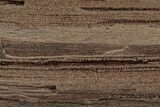 Permineralized Wood Covered In Sparkling Quartz - Germany #307007-1